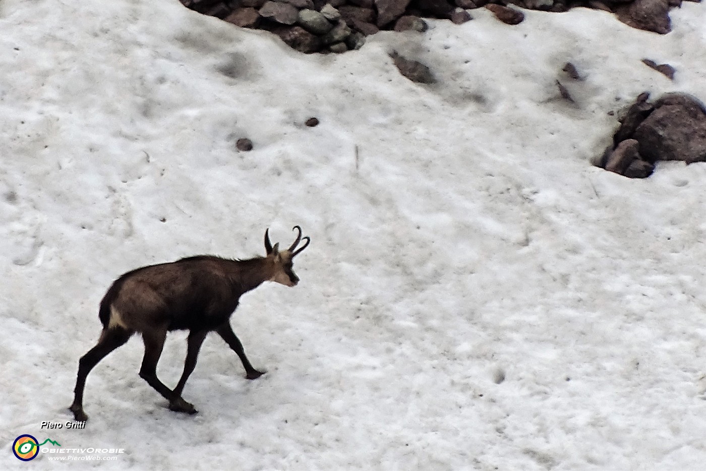 70  Camosci si rinfrescano e giocano sulla neve (maxi zoom).JPG